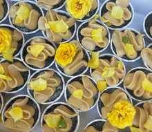 Load image into Gallery viewer, CUPCAKES